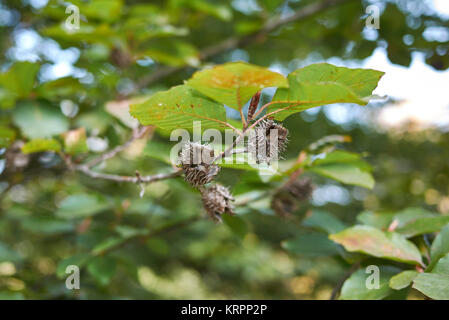 Fagus sylvatica Stockfoto