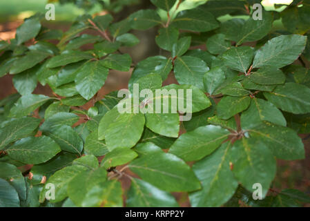 Fagus sylvatica Stockfoto