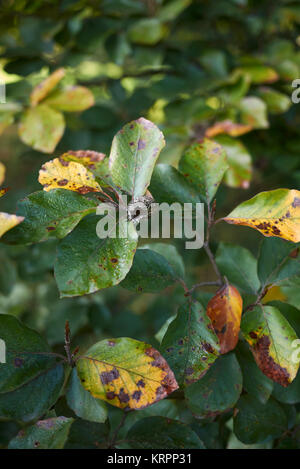 Fagus sylvatica Stockfoto