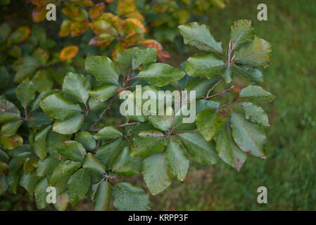 Fagus sylvatica Stockfoto