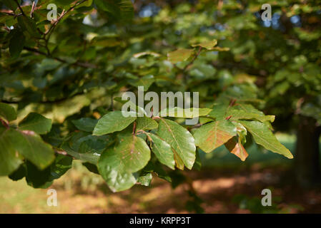 Fagus sylvatica Stockfoto
