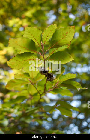 Fagus sylvatica Stockfoto