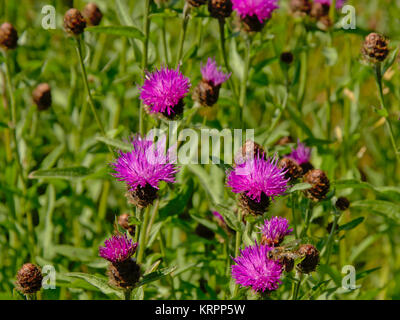 Hell lila braun flockenblume oder brownray flockenblume in einer grünen Wiese, selektiven Fokus Stockfoto