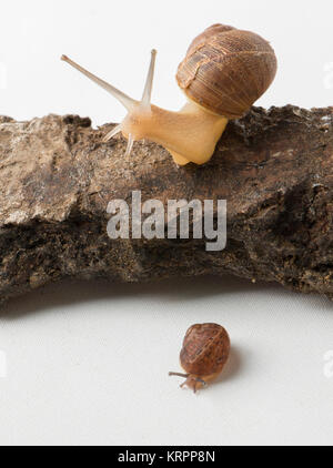 Zwei niedliche Landschnecken Stockfoto