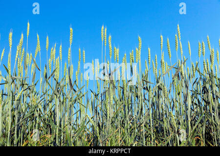 Feld mit Getreide Stockfoto
