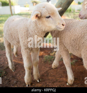 Neu geboren Lamm in Pen Stockfoto