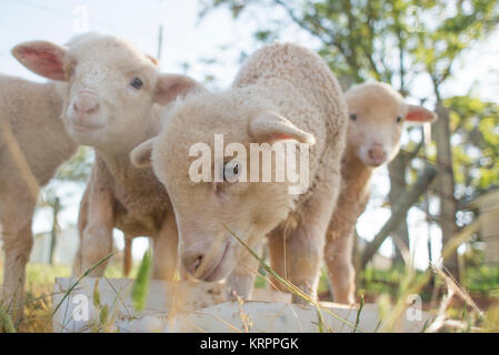 Lämmer füttern Stockfoto