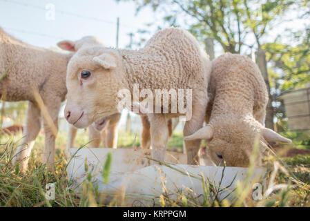 Kleine Lämmer Fütterung Stockfoto