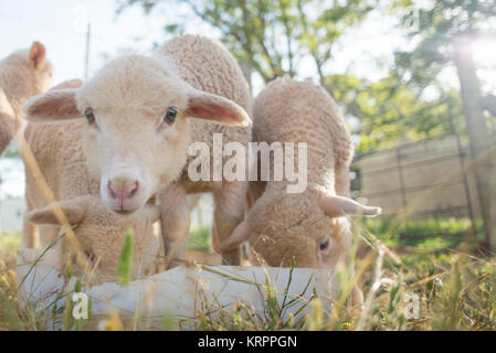 Lämmer Fütterung von einem weißen Eimer Stockfoto