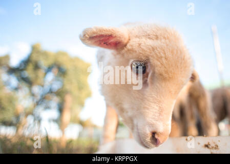 Porträt eines Lammes Fütterung Stockfoto