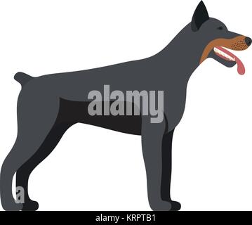 Dobermann Hund Rasse - auf weißem Hintergrund. Vector Illustration Stock Vektor