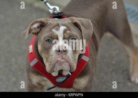 Alte englische Bulldogge Stockfoto