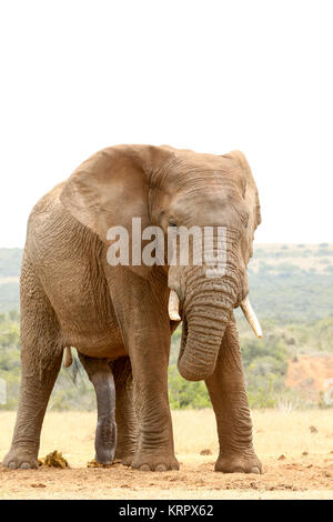 Bush Elephant-sieh mich nicht so an Stockfoto