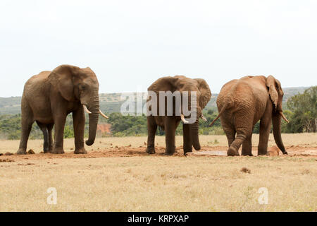 Bush Elephant zeigen, wer der Boss ist Stockfoto