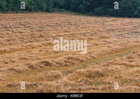 Sommerlandschaft gemäht Getreidefeld mit Wald im Hintergrund. Stockfoto