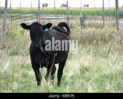 Eine schwarze Kuh kaut auf einen Bissen von Gras in South Dakota. Stockfoto