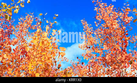 Gelbe und rote Blätter von espen im Herbst Stockfoto