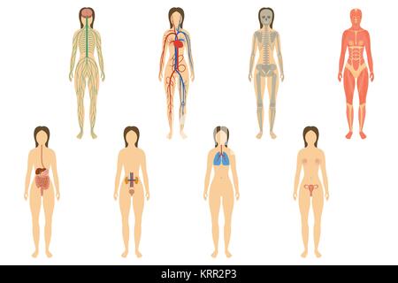 Satz von menschlichen Organen und Systemen des Körpers Vitalität. Vector Illustration Stock Vektor