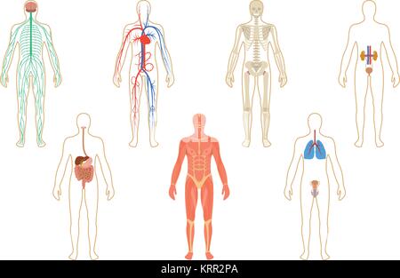 Satz von menschlichen Organen und Systemen des Körpers Vitalität. Vector Illustration Stock Vektor