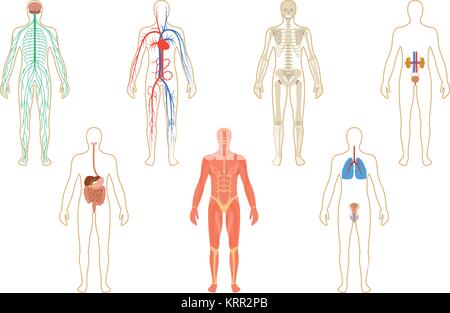 Satz von menschlichen Organen und Systemen des Körpers Vitalität. Vector Illustration Stock Vektor