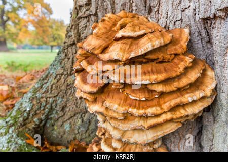 Braune Pilze auf Oak Tree Trunk Stockfoto