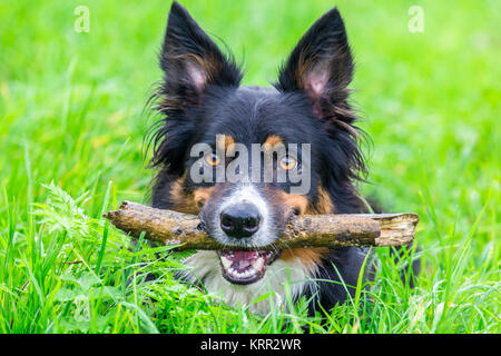 Kopf Border Collie im Gras mit Stock im Mund Stockfoto