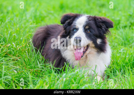 Odd-eyed Border Collie im Gras liegend Stockfoto