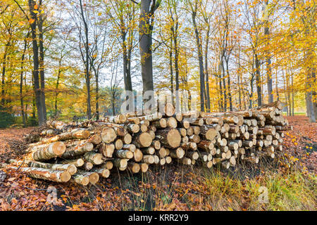 Stapel Baumstämme im Herbst Wald liegend Stockfoto