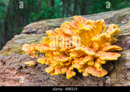 Gelb Orange Pilz auf Baumstamm im Wald Stockfoto