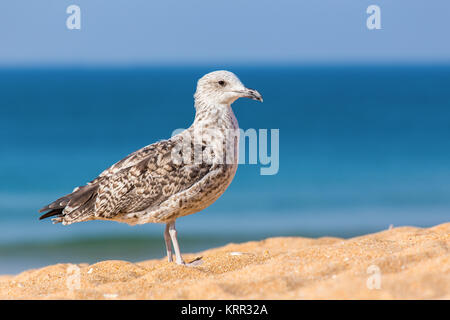 Junge Kinder braun Möwe am Strand mit blauem Meer Stockfoto