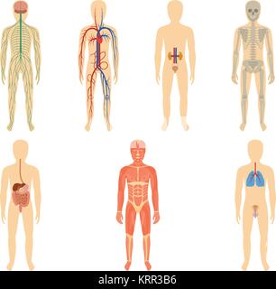 Satz von menschlichen Organen und Systemen des Körpers Vitalität. Vector Illustration. Stock Vektor