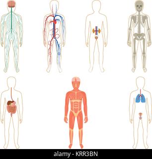 Satz von menschlichen Organen und Systemen des Körpers Vitalität. Vector Illustration. Stock Vektor