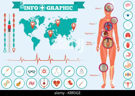 Medizinische Anatomie der Frauen Körper - Infografiken und zusätzliche Elemente. Vector Illustration. Stock Vektor