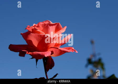 Eine Rose ist eine holzige Mehrjährige blühende Pflanzen der Gattung Rosa, in der Familie der Rosaceae, oder die Blume sie trägt. Es gibt über hundert Arten und Th Stockfoto