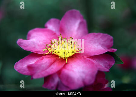 Eine Rose ist eine holzige Mehrjährige blühende Pflanzen der Gattung Rosa, in der Familie der Rosaceae, oder die Blume sie trägt. Es gibt über hundert Arten und Th Stockfoto