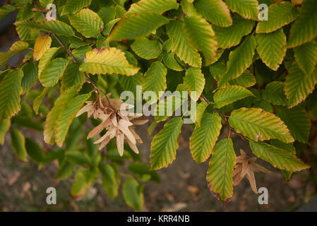 Carpinus betulus Stockfoto