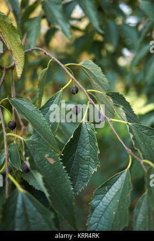 Celtis australis Stockfoto