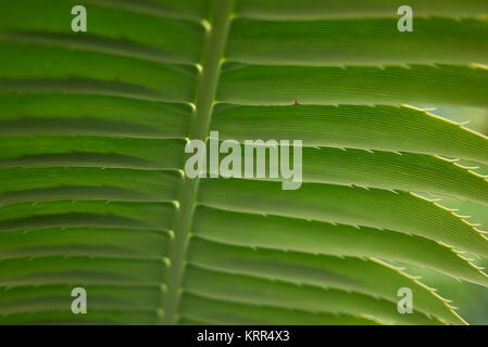 Dioon spinulosum Nahaufnahme Stockfoto