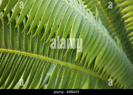 Dioon spinulosum Nahaufnahme Stockfoto