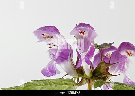 Lamium maculatum, bekannt als Toten entdeckt - Brennnessel, getupft henbit und lila Drachen Stockfoto