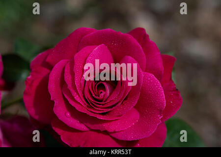 Eine Rose ist eine holzige Mehrjährige blühende Pflanzen der Gattung Rosa, in der Familie der Rosaceae, oder die Blume sie trägt. Es gibt über hundert Arten und Th Stockfoto