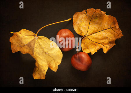 Zwei Kastanien und Pappel Blätter Stockfoto