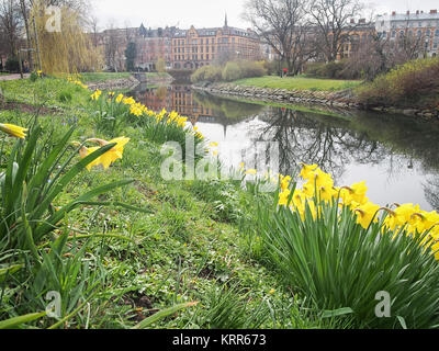 Malmö (Schweden) im Frühling (Ansicht mit Narzisse pseudonarcissus als wilde Narzisse oder Fastenzeit lily bekannt). Stockfoto