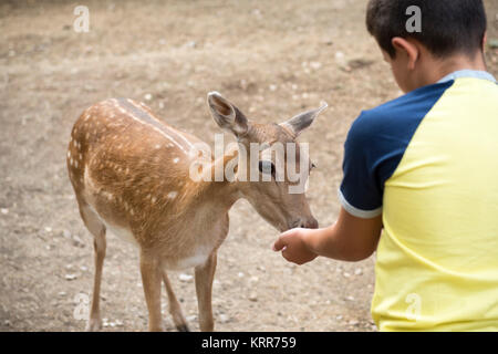 Rotwild Damwild Essen vom Kind Hände Stockfoto