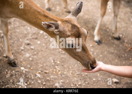 Rotwild Damwild Essen vom Kind Hände Stockfoto