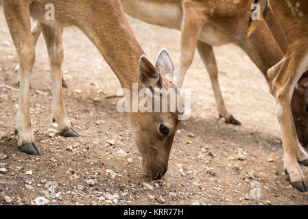 Rotwild Damwild frei Essen in der Weide Stockfoto