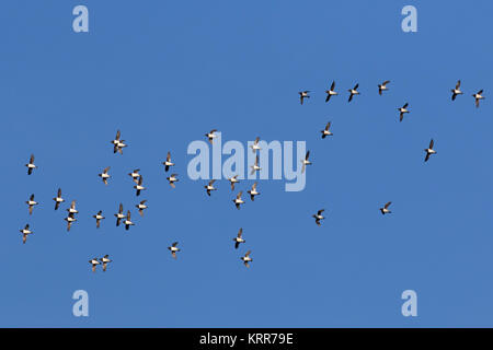 Wenig Alken/dovekie (Alle alle) little auk Herde im Flug gegen den blauen Himmel Stockfoto