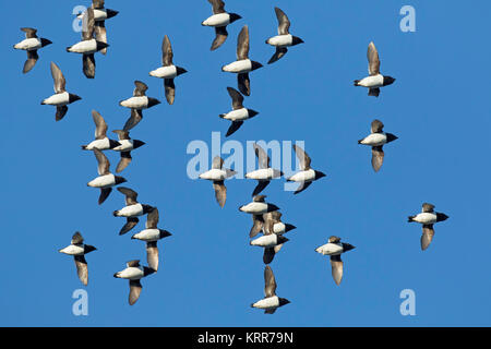 Wenig Alken/dovekie (Alle alle) little auk Herde im Flug gegen den blauen Himmel Stockfoto