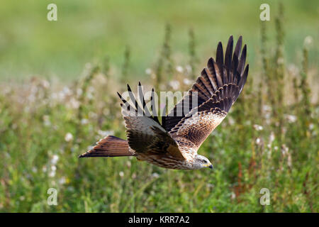 Rotmilan (Milvus milvus) Fliegen über Wiese mit Wildblumen im Sommer Stockfoto