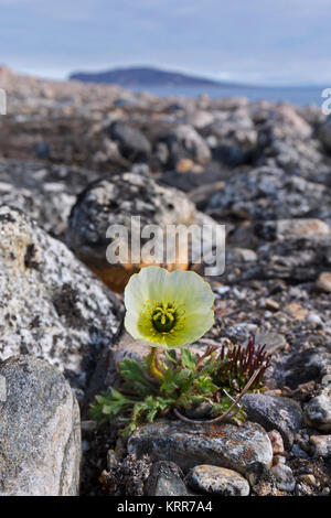 Svalbard Mohn/Polar Mohn (Papaver dahlianum) in Blume auf der arktischen Tundra, Spitzbergen/Svalbard, Norwegen Stockfoto